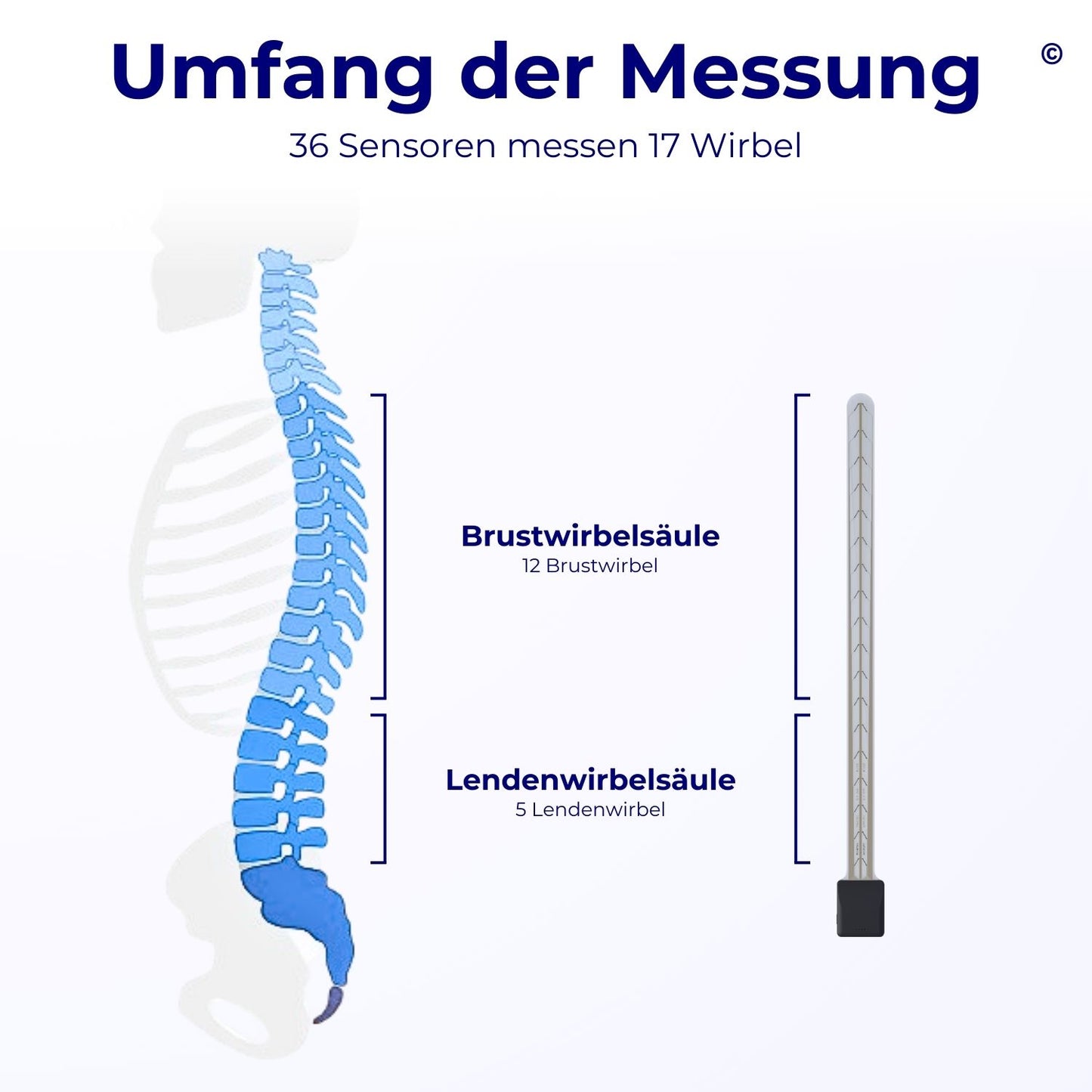 FlexTail© Rücken-Sensor (Kauf)